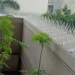 bird spike service image