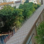 bird spike service image